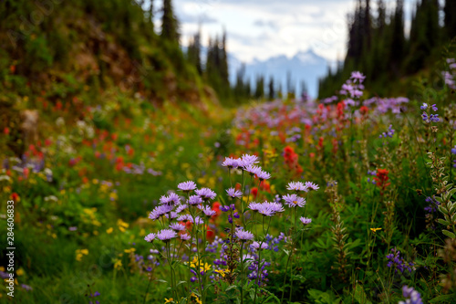 Summer meadow edge to edge full of vibrant wildflowers on the Meadows in the Sky Parkway, Mount Revelstoke National Park © Ferenc