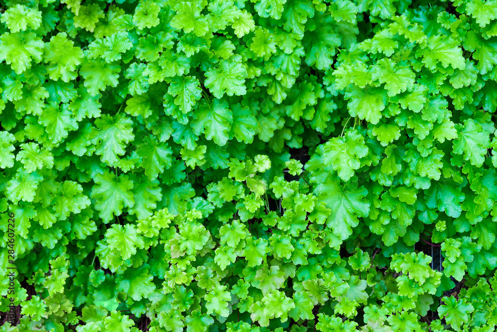 Obraz premium グリーンカーテン