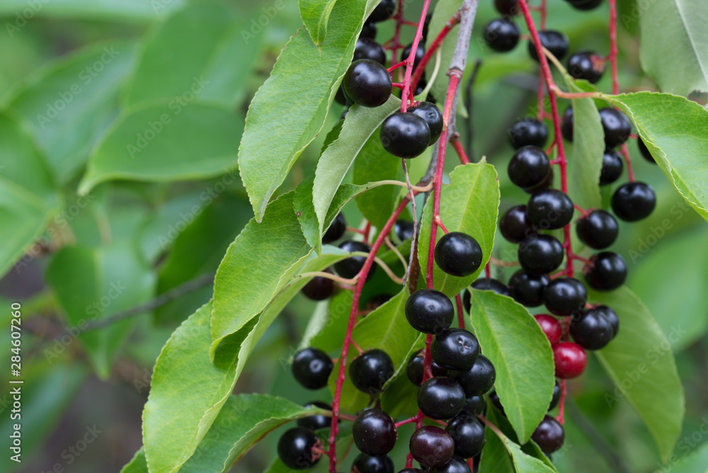 prunus padus berries on twig prunus padus berries on twig