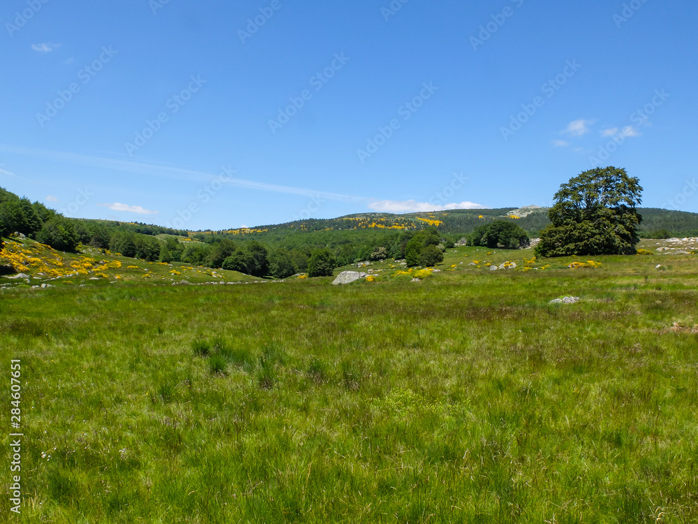 Grassland in the Cévennes mountains, France