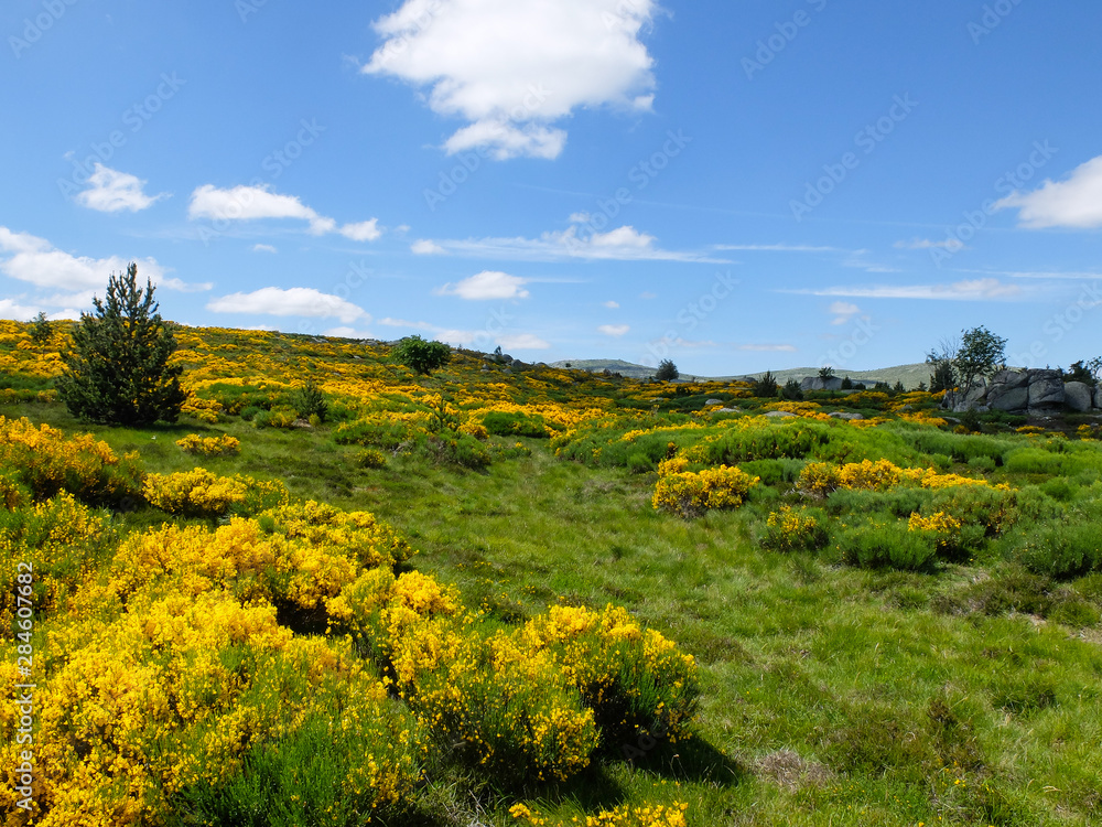 Heath with blooming brooms , Cévennes mountains, France