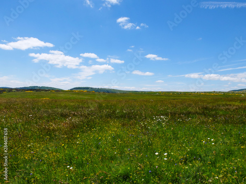 Grassland with flowers in the C  vennes mountains  France