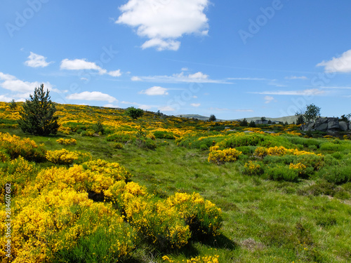 Tableau sur toile Heath with blooming brooms , Cévennes mountains, France
