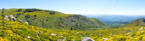Rocks and blooming brooms, Cévennes mountains, France