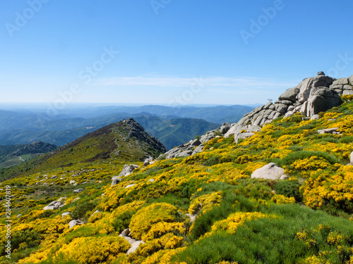 Rocks and blooming brooms, Cévennes mountains, France