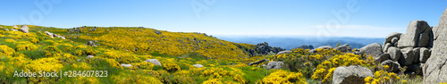 Rocks and blooming brooms, Cévennes mountains, France