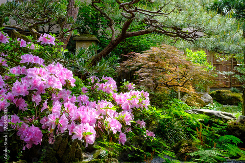 Fototapeta Naklejka Na Ścianę i Meble -  Japanese garden in Kanazawa, Japan
