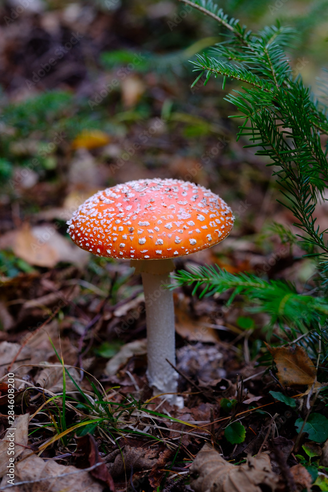 Fly agaricus mushroom Fly agaricus mushroom