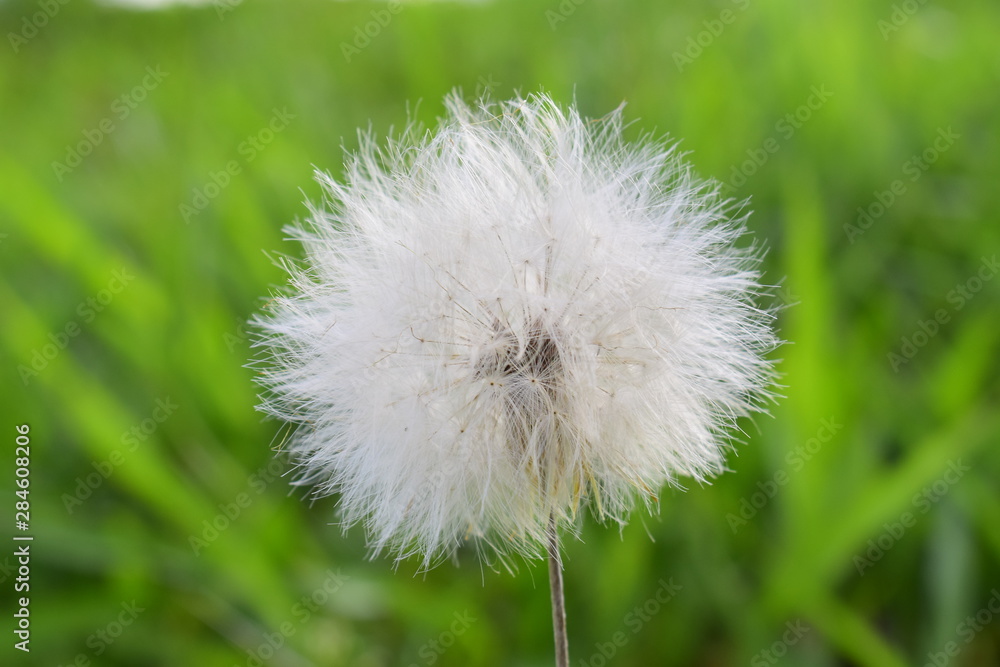 Fototapeta premium Singela