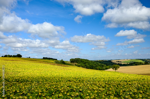 Sunflower fields in south France near Toulouse in the Lauragais