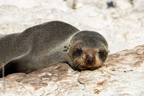 New Zealand Fur Seal sleeping on Rock 