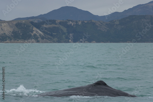 New Zealand Sperm Whale hump with Kaikoura in Background 