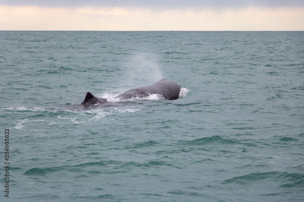 Fototapeta premium Sperm Whale Breaching Surface and Spouting 