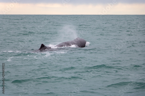 Sperm Whale Breaching Surface and Spouting 