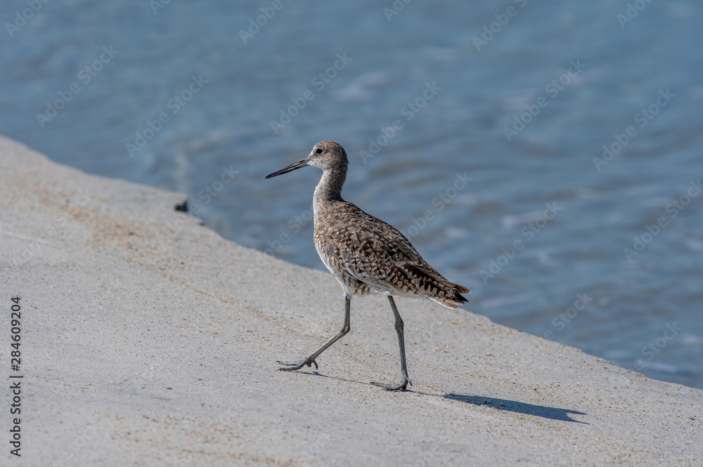 Willet & Water Willet & Water