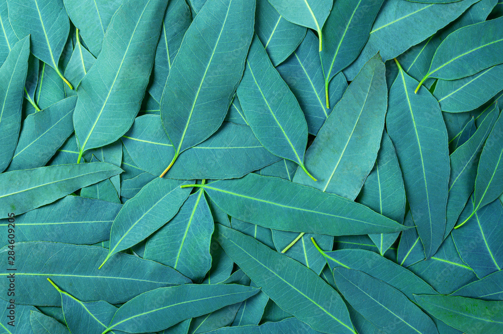  Eucalyptus green leaves pattern background.tropical leaves - obrazy, fototapety, plakaty 