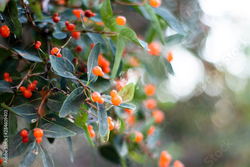 Rowan Small Orange Tree Berry In Mid Summer 