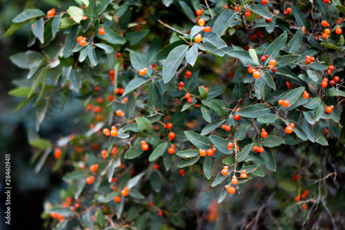 Rowan Small Orange Tree Berry In Mid Summer 