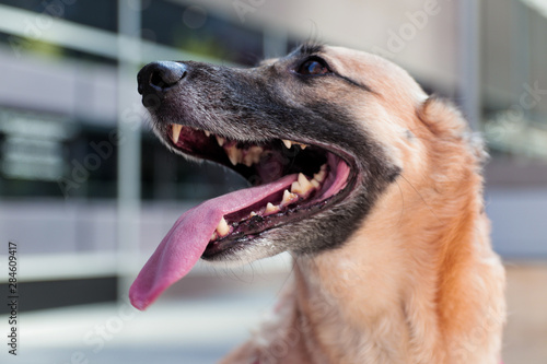 Happy Healthy Photogenic Dog Poses for Camera