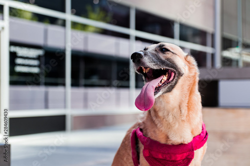 Happy Healthy Photogenic Dog Poses for Camera