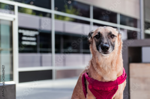 Happy Healthy Photogenic Dog Poses for Camera