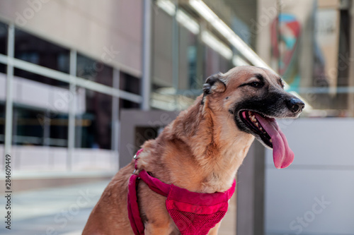 Happy Healthy Photogenic Dog Poses for Camera