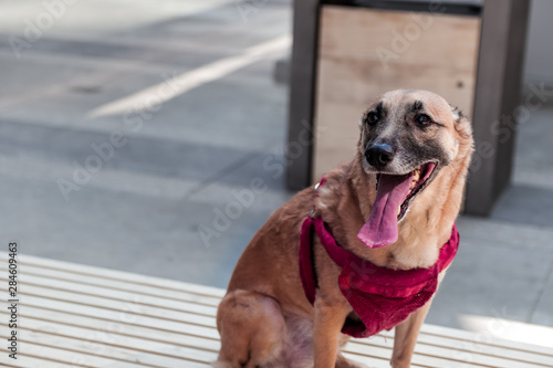 Happy Healthy Photogenic Dog Poses for Camera