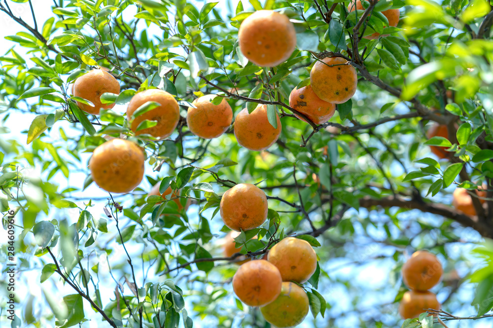 Ripe Tangerines hanging from branches, fresh ripe fruits are pink in the harvest. This is a specialty fruit in the West of Vietnam