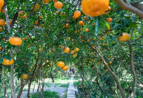 Ripe tangerine gardens with thousands of fresh ripe yellow fruits harvest. It attracts ecotourism on holidays in Dong Thap, Vietnam