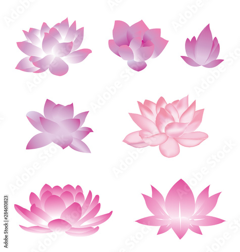 lotus flower