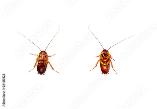 Front and back tpo view Cockroach isolated on white background.