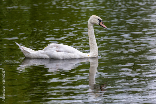 Swan in water