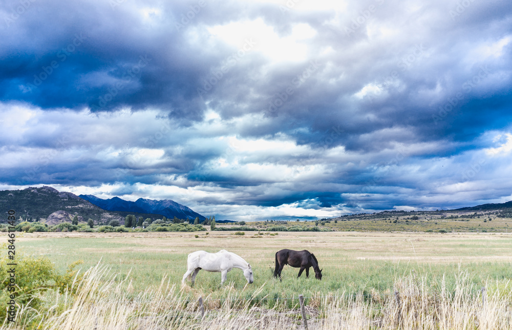 Fototapeta premium caballos blanco y negro