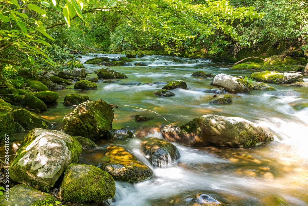 stream in forest stream in forest
