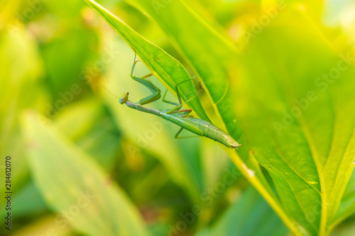 Green mantis on foliage