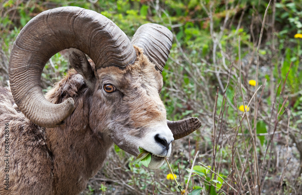 Goat in Canada