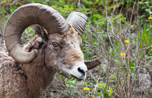 Goat in Canada © Galyna Andrushko