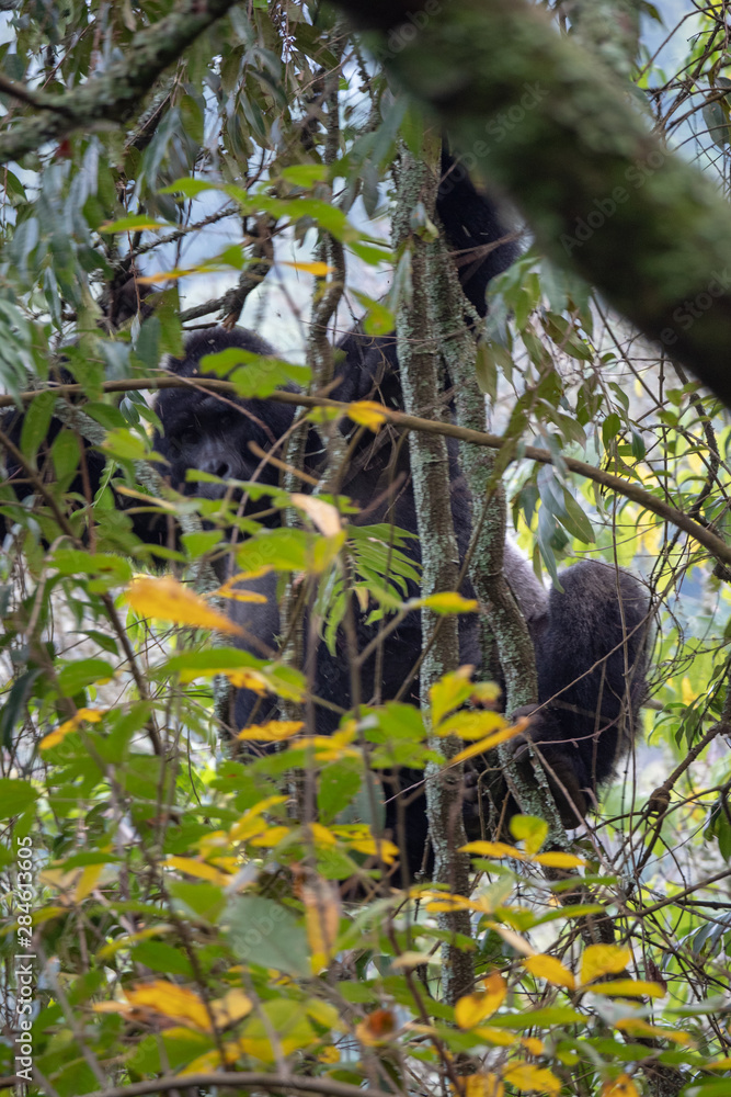Bwindi Impenetrable Forest National Park, Uganda Bwindi Impenetrable Forest National Park, Uganda