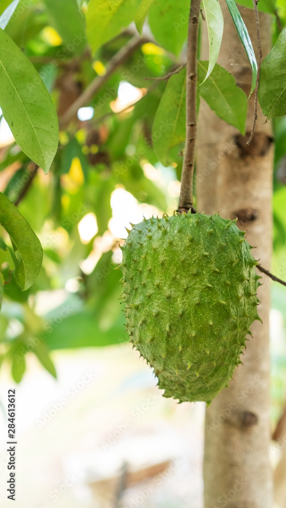 Green soursop fruit hanging on a soursop tree. Green soursop fruit hanging on a soursop tree.
