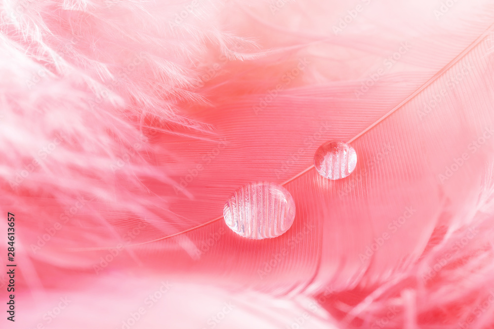 Macro background with transparent drop and pink feather. Close-up of Dew water sparkles. Pastel, soft, blurred background