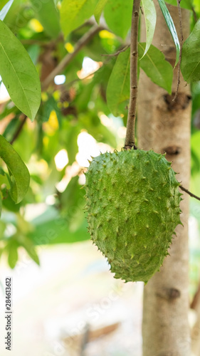 Green soursop fruit hanging on a soursop tree.