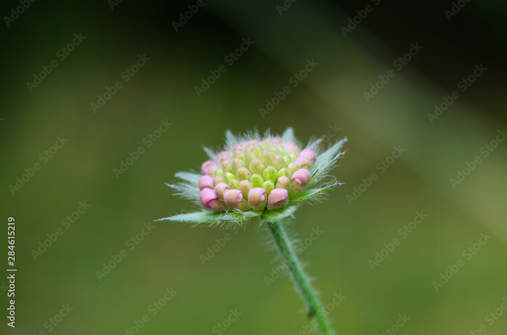 Summer flower bud close up by a green background Summer flower bud close up by a green background