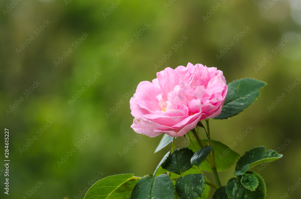One pink rose closeup