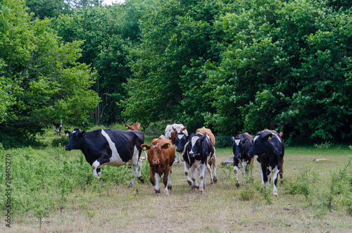 Cattle herd are running in a forest glade