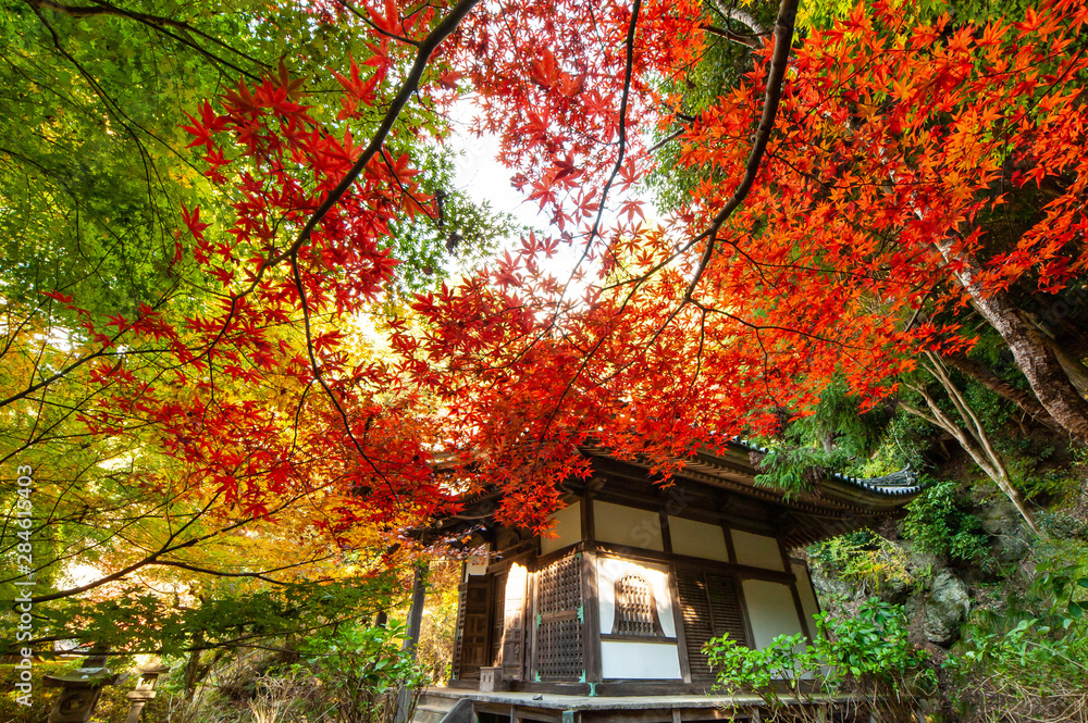 小さな寺の建物の前の大きな紅葉