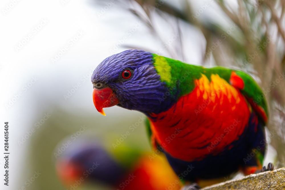 A wild curious rainbow lorikeet with a selective focus in Lithgow New South Wales Australia on 30th July 2019