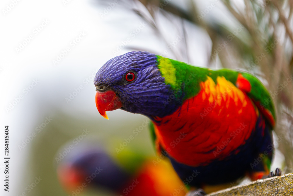 A wild curious rainbow lorikeet with a selective focus in Lithgow New South Wales Australia on 30th July 2019 A wild curious rainbow lorikeet with a selective focus in Lithgow New South Wales Australia on 30th July 2019