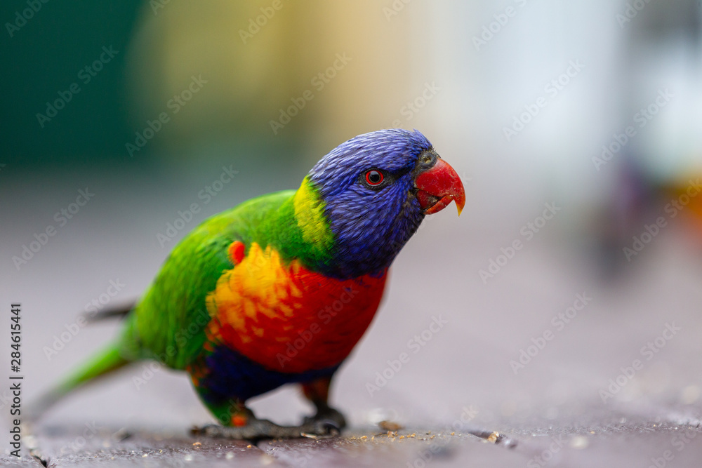 A wild curious rainbow lorikeet with a selective focus in Lithgow New South Wales Australia on 30th July 2019 A wild curious rainbow lorikeet with a selective focus in Lithgow New South Wales Australia on 30th July 2019