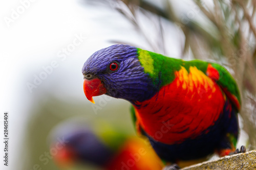 A wild curious rainbow lorikeet with a selective focus in Lithgow New South Wales Australia on 30th July 2019