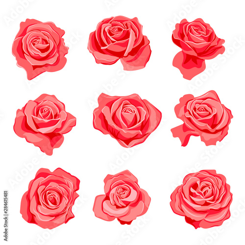 vector drawing red roses flowers